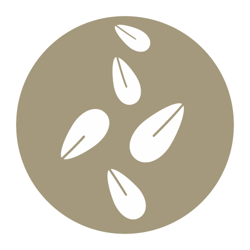 Sesamo